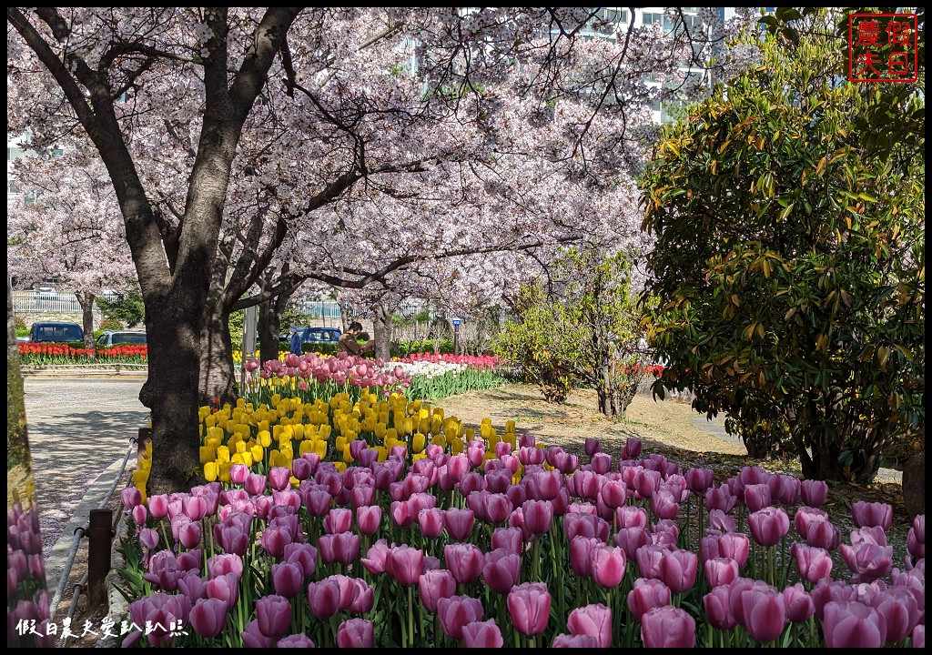 釜山賞櫻景點|金海市蓮池公園．櫻花樹下還有漂亮的鬱金香超美 @假日農夫愛趴趴照