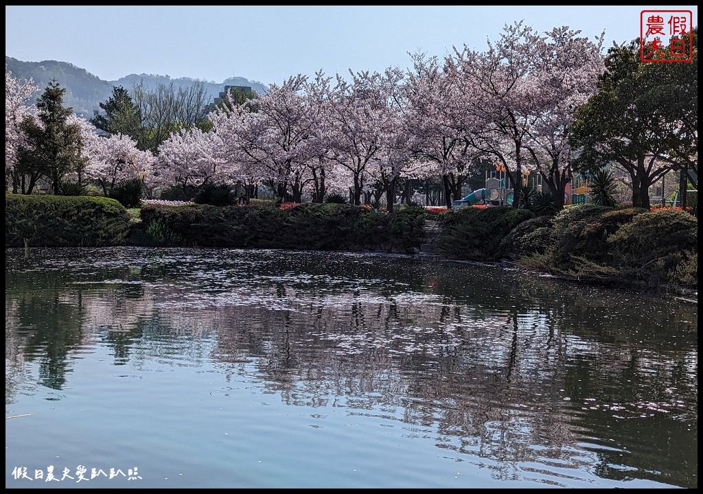 釜山賞櫻景點|金海市蓮池公園．櫻花樹下還有漂亮的鬱金香超美 @假日農夫愛趴趴照