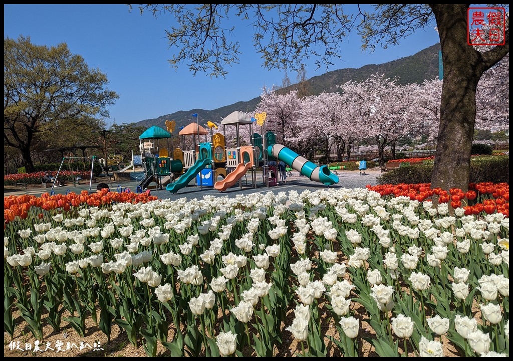 釜山賞櫻景點|金海市蓮池公園．櫻花樹下還有漂亮的鬱金香超美 @假日農夫愛趴趴照