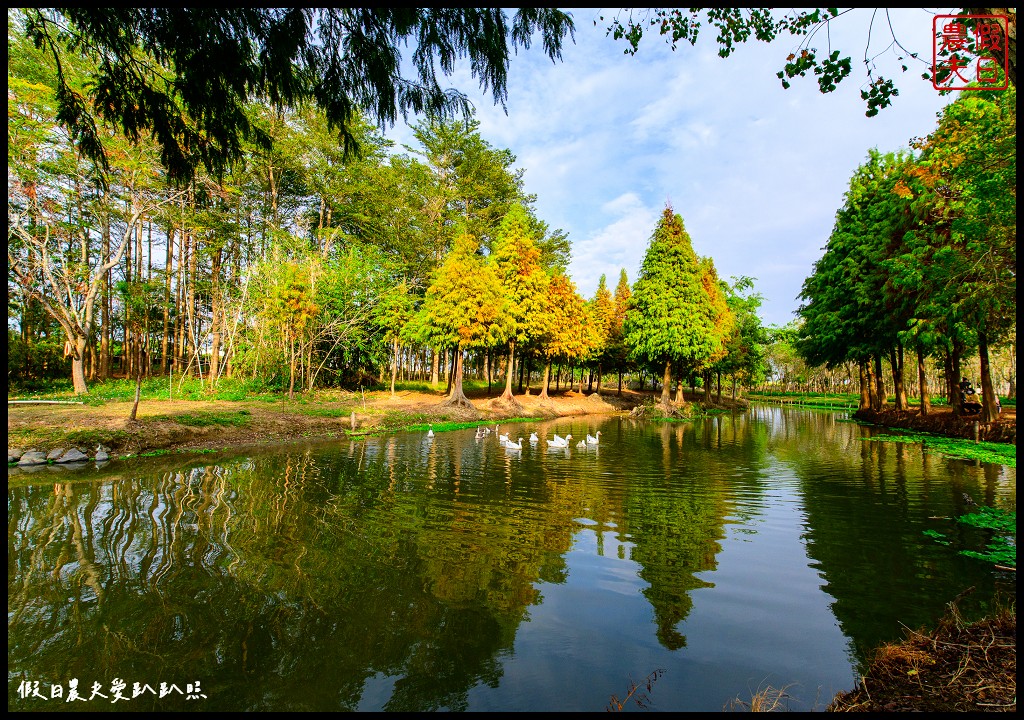 嘉義景點|魚寮落羽松．唯美落羽松森林倒影秘境超好拍 @假日農夫愛趴趴照