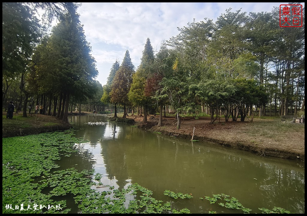 嘉義景點|魚寮落羽松．唯美落羽松森林倒影秘境超好拍 @假日農夫愛趴趴照