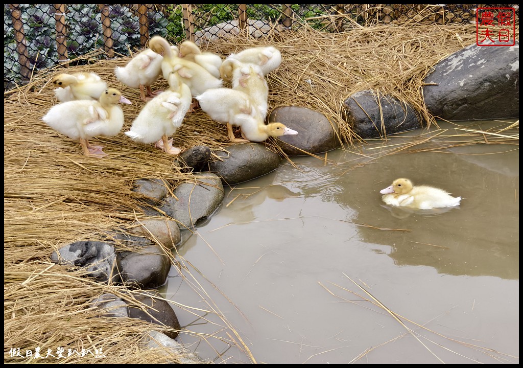 2024花在彰化在溪州公園|免費走春賞花好去處．來彰化走春賞花賞燈嘗美食 @假日農夫愛趴趴照