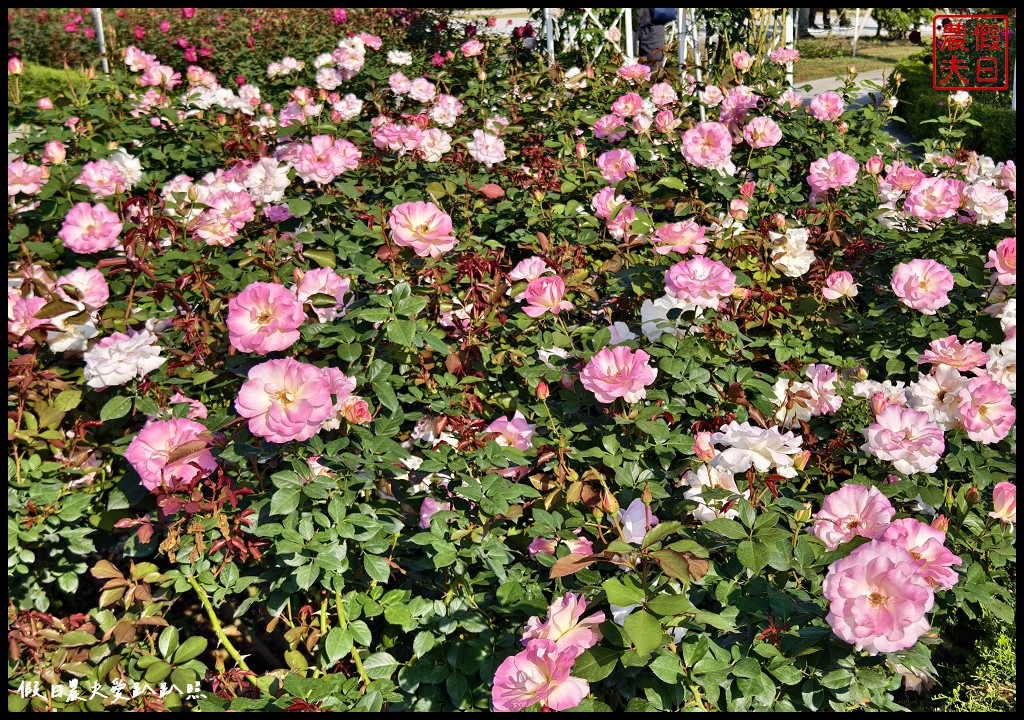 台南最新觀光工廠|雅聞湖濱療癒森林．歐風古典玫瑰花園試營運中 @假日農夫愛趴趴照