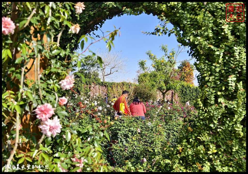 台南最新觀光工廠|雅聞湖濱療癒森林．歐風古典玫瑰花園試營運中 @假日農夫愛趴趴照