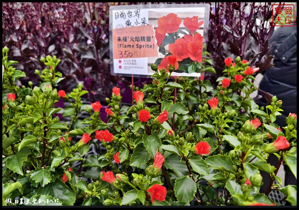 彰化田尾香久園|一年只開放一次．台灣少見的英式花園風格/預約制 @假日農夫愛趴趴照