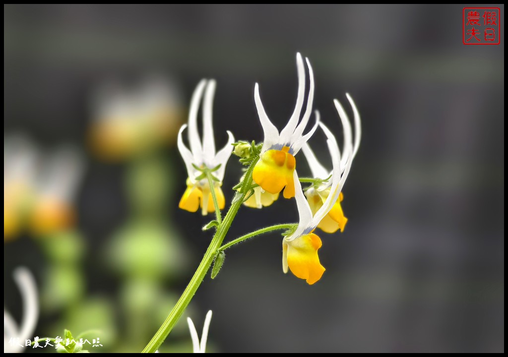 彰化田尾香久園|一年只開放一次．台灣少見的英式花園風格/預約制 @假日農夫愛趴趴照