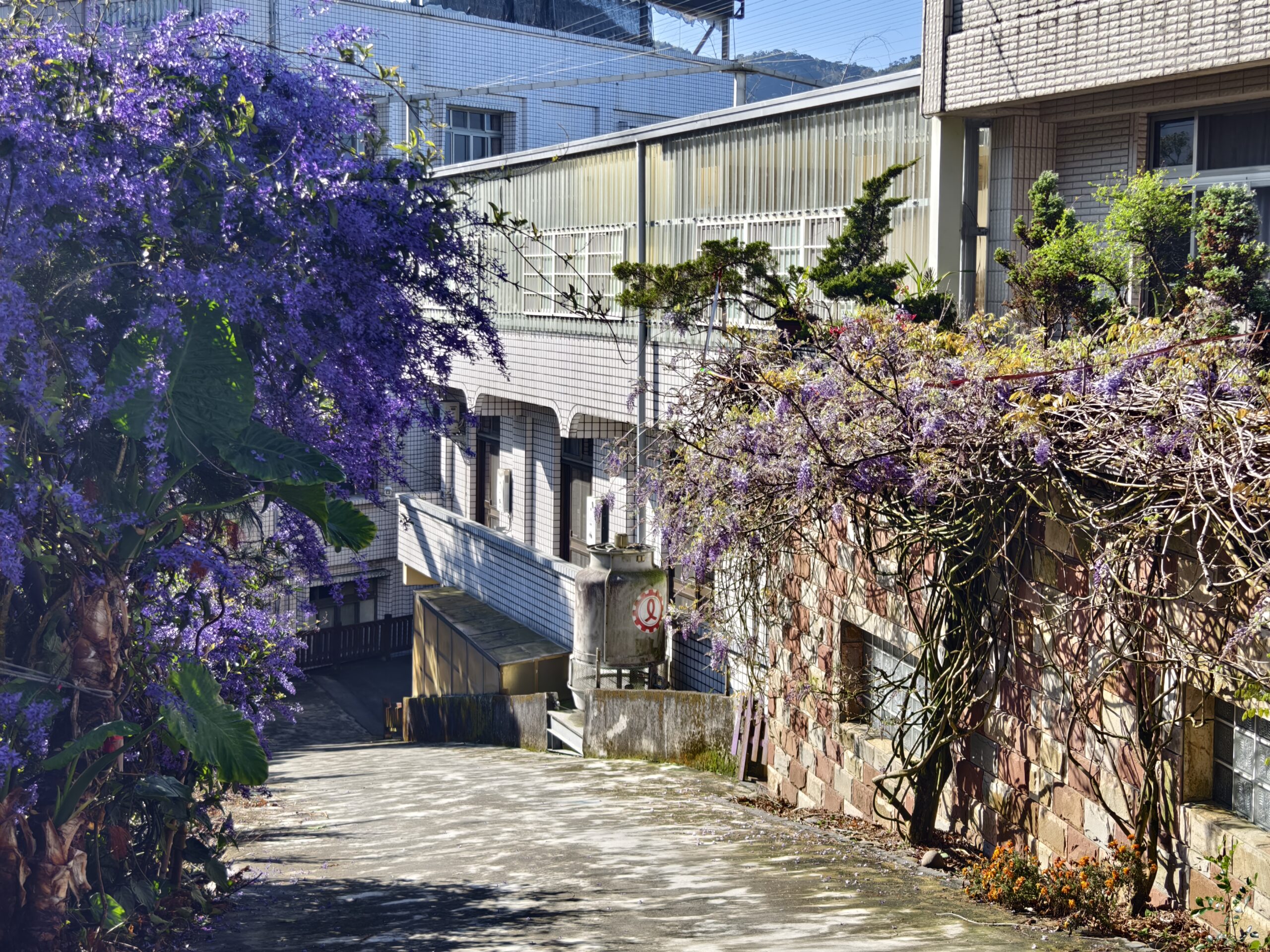 2024瑞里紫藤花季|浪漫紫色山城．浪漫紫藤星球等你來拍照打卡/紫藤花開 浪漫來嘉 @假日農夫愛趴趴照