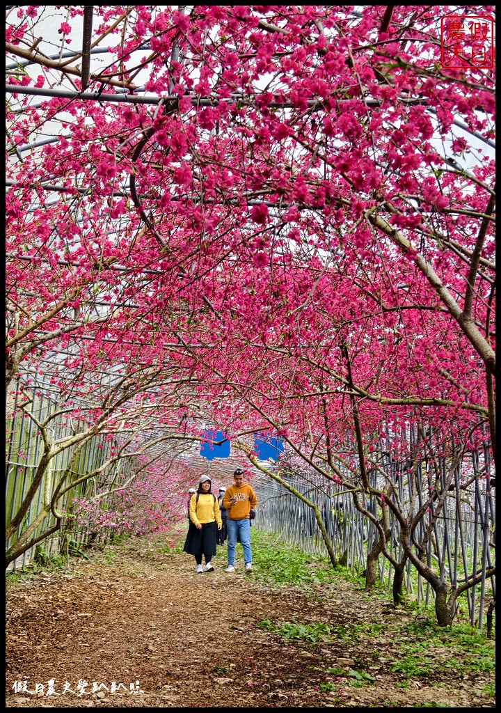 南投台大梅峰農場|2024春之饗宴．桃花隧道超美必拍\全台最大的原生樹迷宮 @假日農夫愛趴趴照