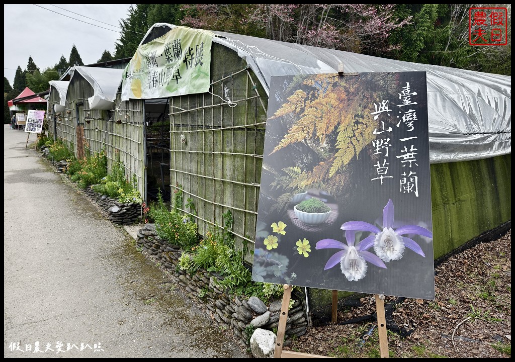 南投台大梅峰農場|2024春之饗宴．桃花隧道超美必拍\全台最大的原生樹迷宮 @假日農夫愛趴趴照