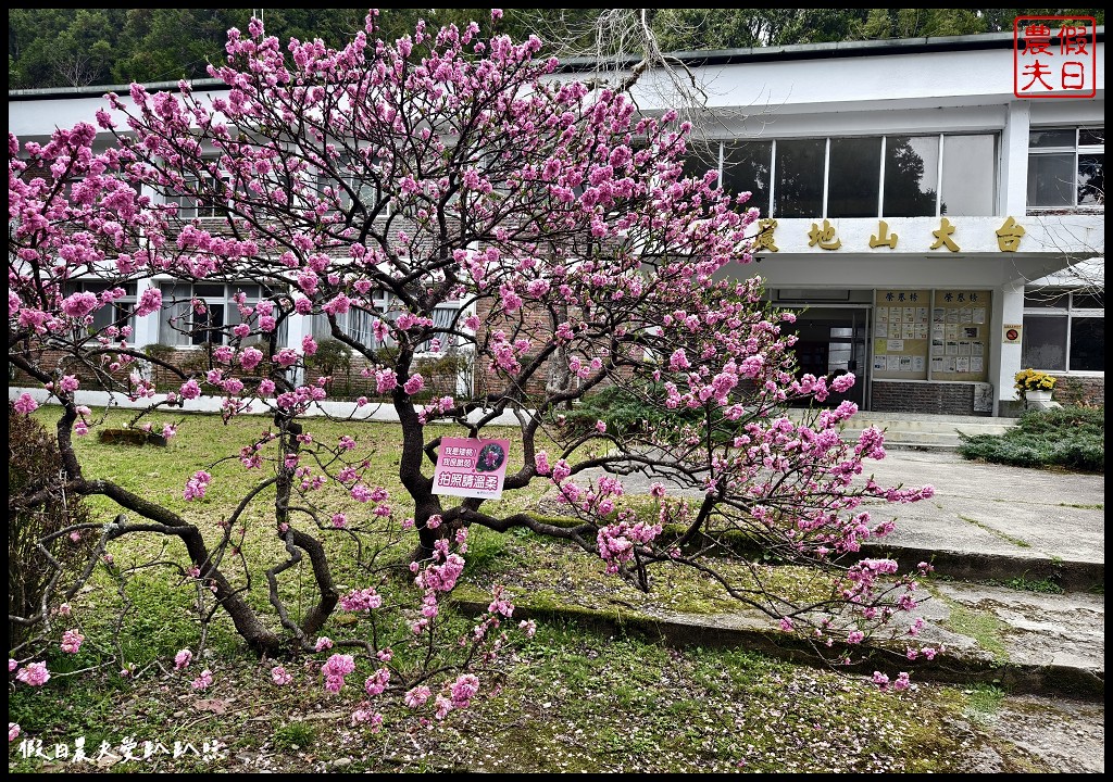 南投台大梅峰農場|2024春之饗宴．桃花隧道超美必拍\開放時間交通收費 @假日農夫愛趴趴照