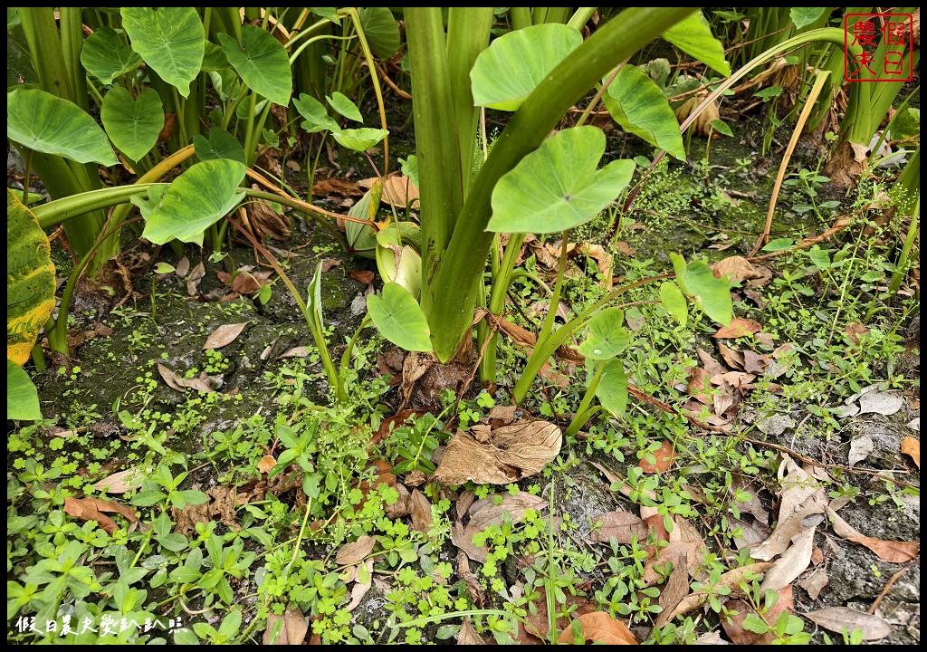 雲林林內一日遊|濁水溪2號進水口×林內分水工×烏塗發電廠×林內教芋部×林北卡好數位生活館×老菸樓檸檬咖啡 @假日農夫愛趴趴照