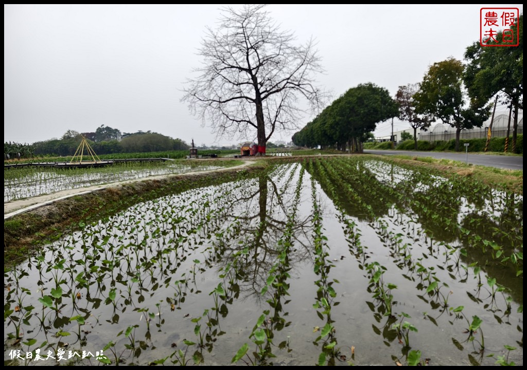 雲林林內一日遊|濁水溪2號進水口×林內分水工×烏塗發電廠×林內教芋部×林北卡好數位生活館×老菸樓檸檬咖啡 @假日農夫愛趴趴照