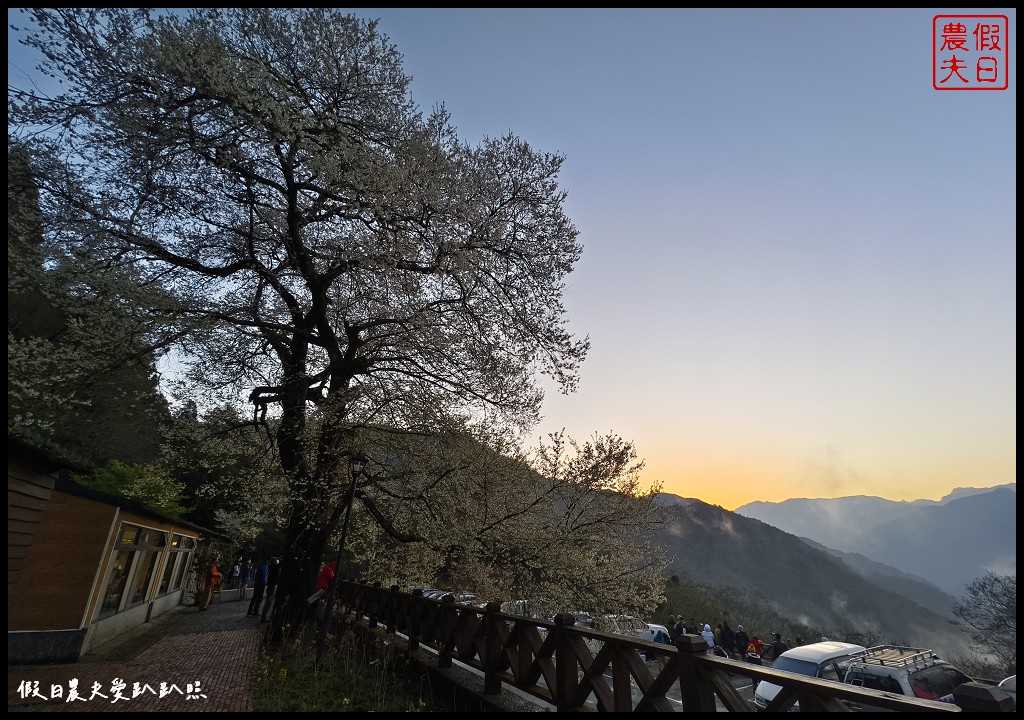 觀霧山莊荷花莊背包客個人床位一泊二食專案|盛開霧社櫻王搭配星空星軌日出大藍天背景超美 @假日農夫愛趴趴照