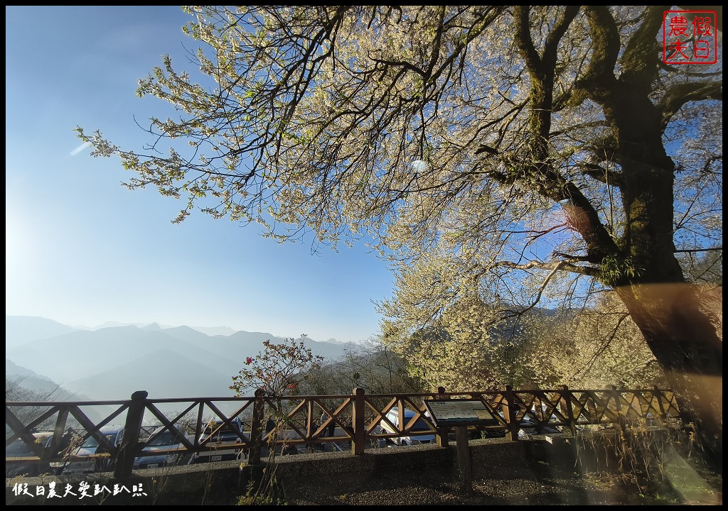 觀霧山莊荷花莊背包客個人床位一泊二食專案|盛開霧社櫻王搭配星空星軌日出大藍天背景超美 @假日農夫愛趴趴照