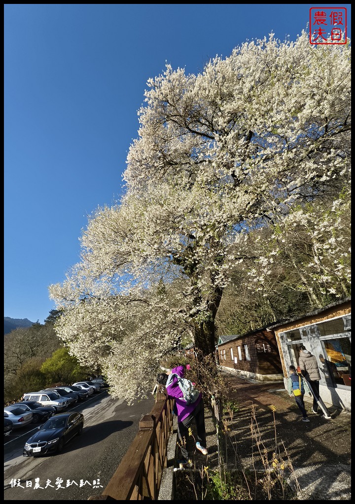 觀霧山莊荷花莊背包客個人床位一泊二食專案|盛開霧社櫻王搭配星空星軌日出大藍天背景超美 @假日農夫愛趴趴照