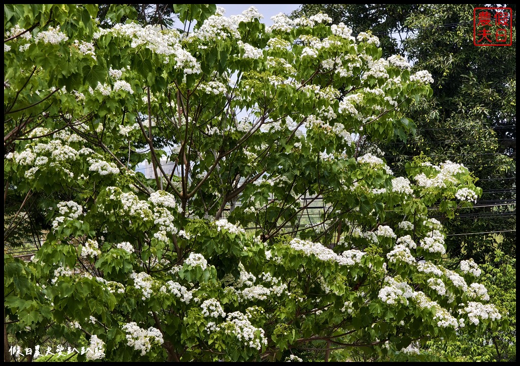 2024雲林桐花祭|古坑荷苞山桐花公園．滿滿的桐花地毯等你來拍照/還有可愛波波草 @假日農夫愛趴趴照