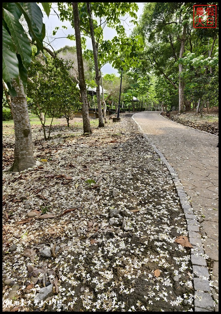 2024雲林桐花祭|古坑荷苞山桐花公園．滿滿的桐花地毯等你來拍照/還有可愛波波草 @假日農夫愛趴趴照