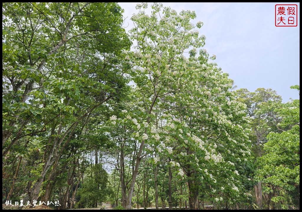 2024雲林桐花祭|古坑荷苞山桐花公園．滿滿的桐花地毯等你來拍照/還有可愛波波草 @假日農夫愛趴趴照