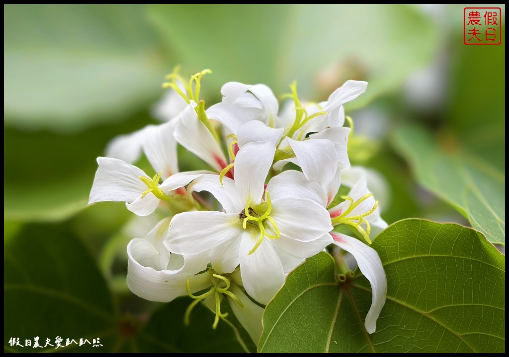 2024雲林桐花祭|古坑荷苞山桐花公園．滿滿的桐花地毯等你來拍照/還有可愛波波草 @假日農夫愛趴趴照