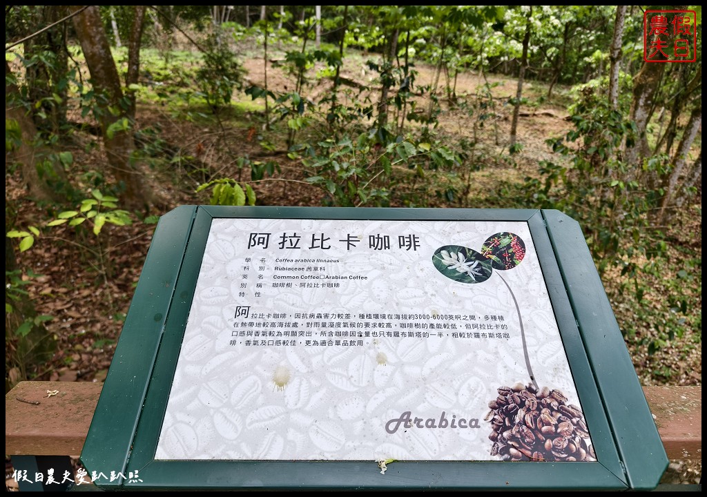 2024雲林桐花祭|古坑荷苞山桐花公園．滿滿的桐花地毯等你來拍照/還有可愛波波草 @假日農夫愛趴趴照