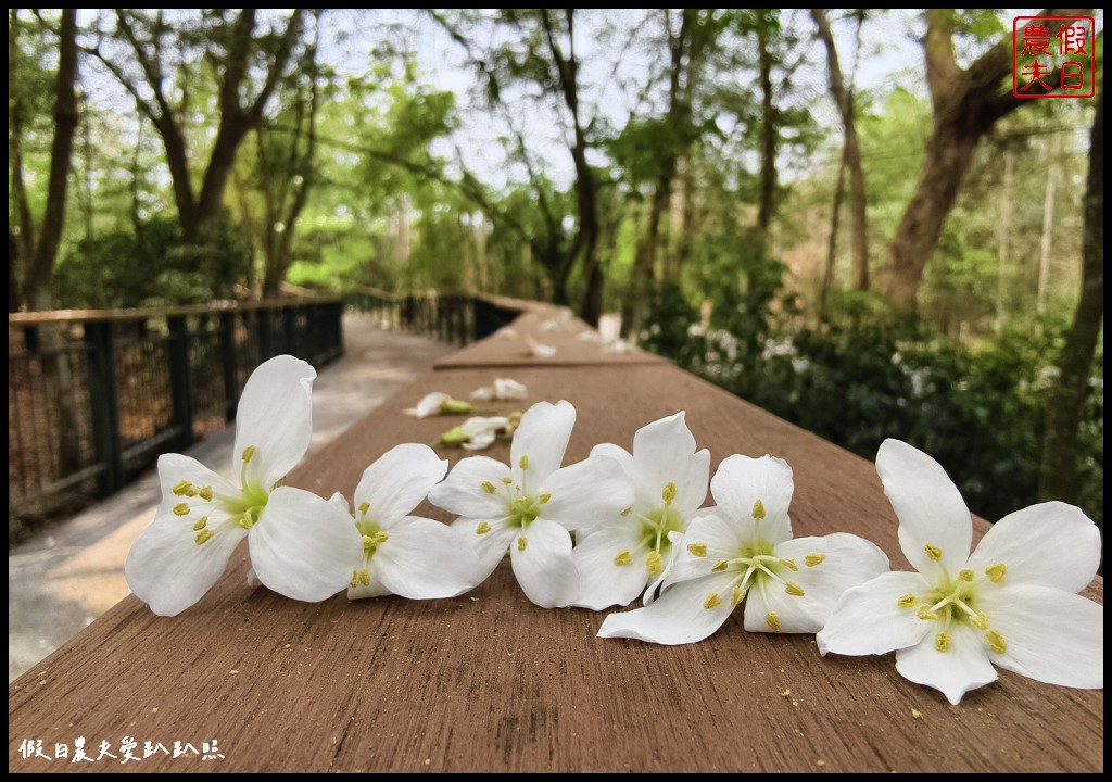 2024雲林桐花祭|古坑荷苞山桐花公園．滿滿的桐花地毯等你來拍照/還有可愛波波草 @假日農夫愛趴趴照