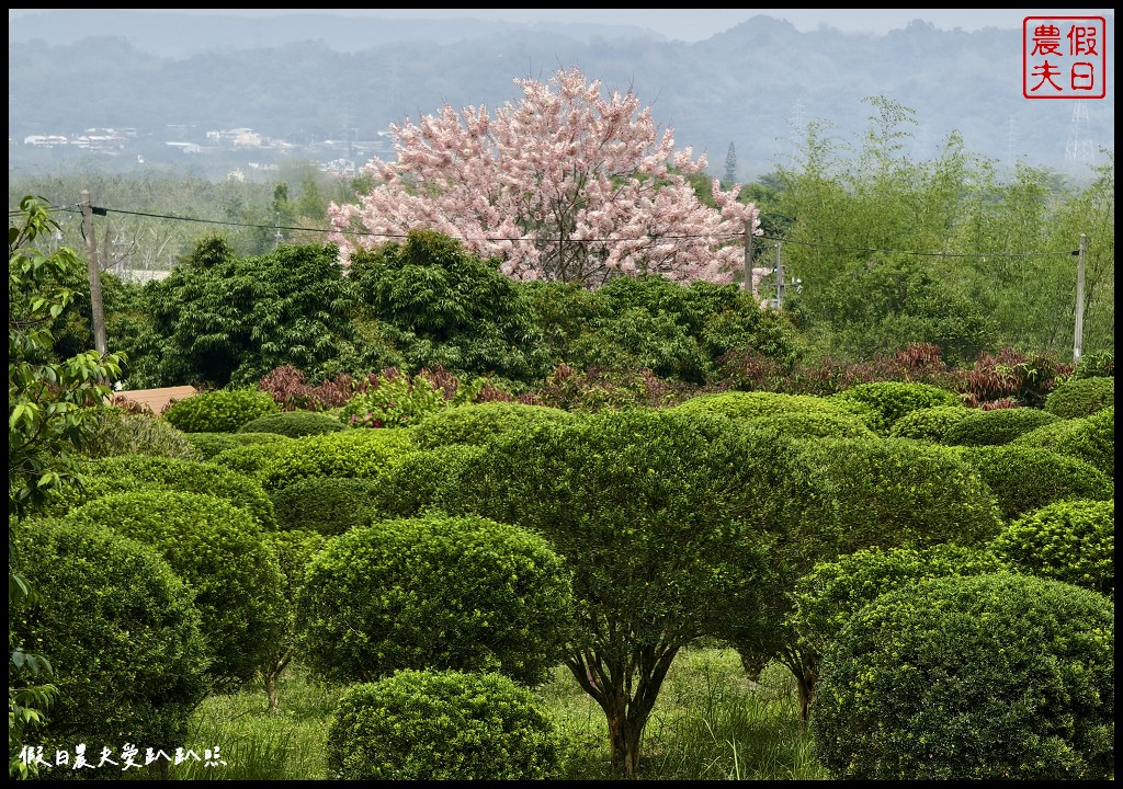 2024雲林桐花祭|古坑荷苞山桐花公園．滿滿的桐花地毯等你來拍照/還有可愛波波草 @假日農夫愛趴趴照