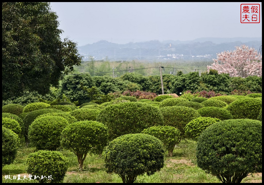 2024雲林桐花祭|古坑荷苞山桐花公園．滿滿的桐花地毯等你來拍照/還有可愛波波草 @假日農夫愛趴趴照