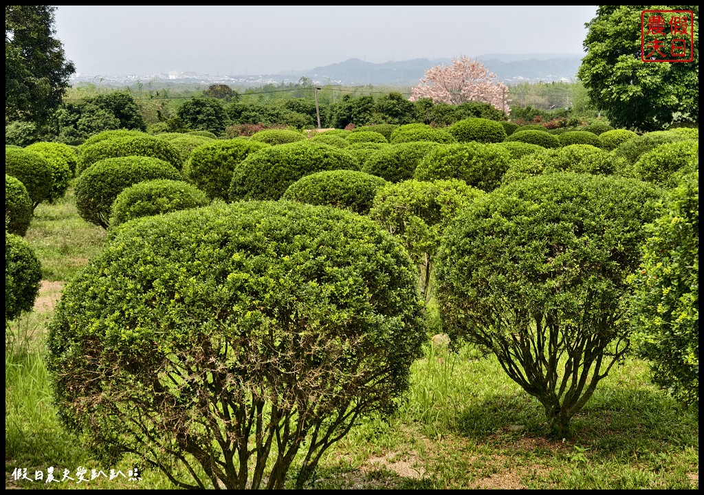 2024雲林桐花祭|古坑荷苞山桐花公園．滿滿的桐花地毯等你來拍照/還有可愛波波草 @假日農夫愛趴趴照