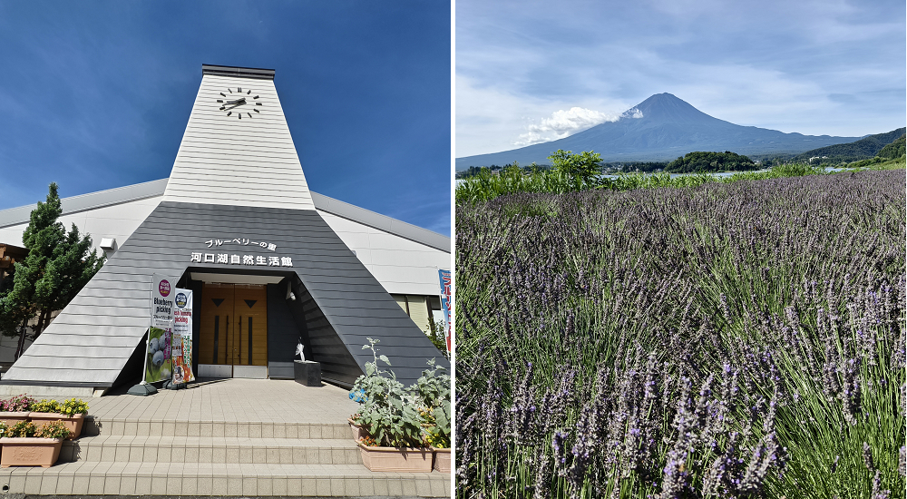 銀杏黃了．大崙山觀光茶園×銀杏森林×武岫農圃|小半天石馬公園河津櫻一年開兩次 @假日農夫愛趴趴照