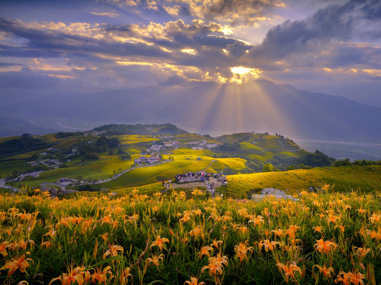 花蓮富里景點|六十石山．可吃可賞可玩的金針花/季節限定的美景 @假日農夫愛趴趴照