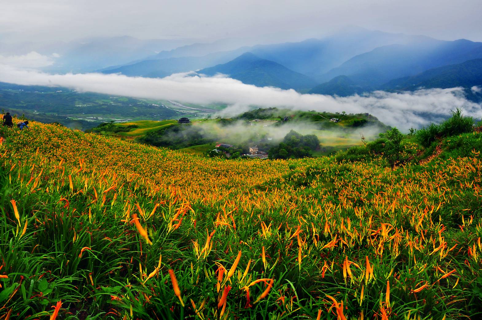 花蓮富里景點|六十石山．可吃可賞可玩的金針花/季節限定的美景 @假日農夫愛趴趴照