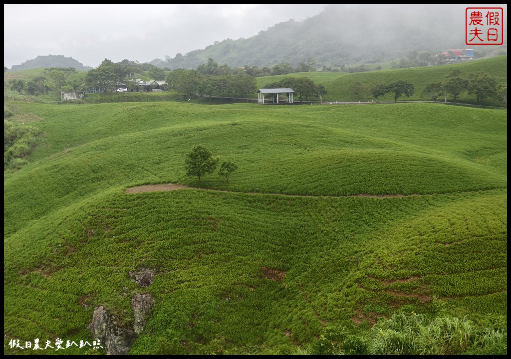 花蓮富里景點|六十石山．可吃可賞可玩的金針花/季節限定的美景 @假日農夫愛趴趴照