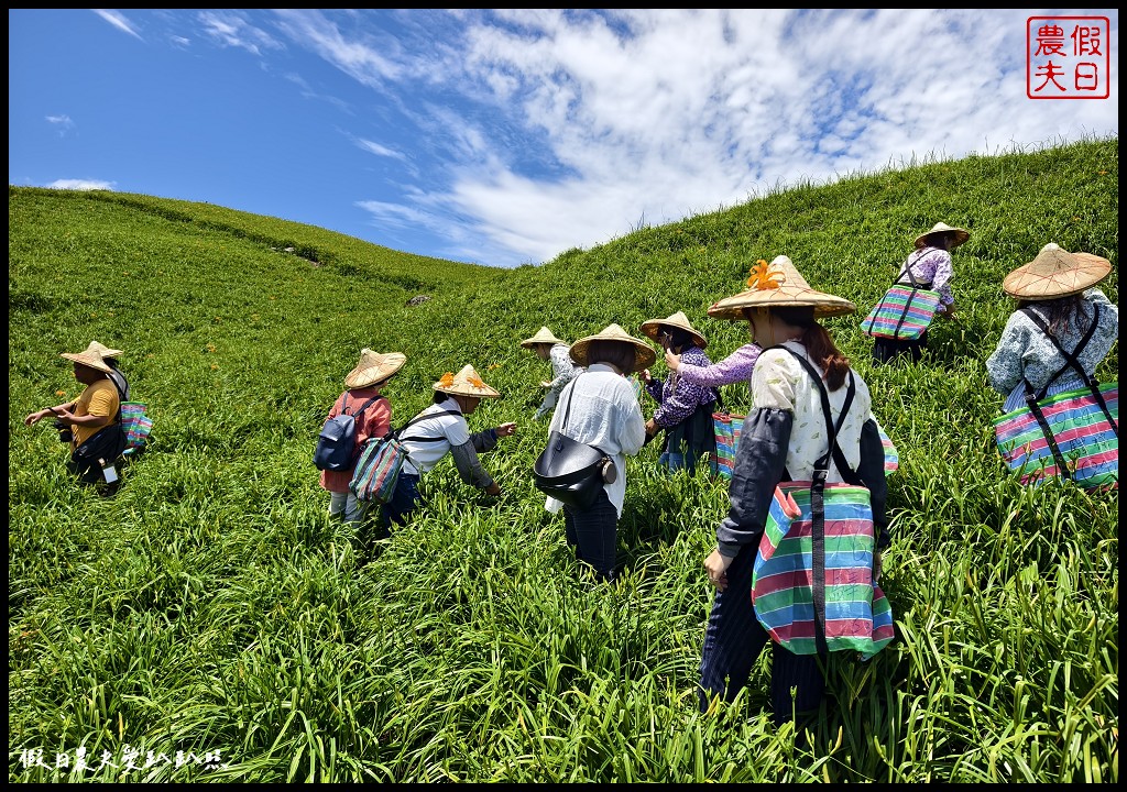 花蓮富里景點|六十石山．可吃可賞可玩的金針花/季節限定的美景 @假日農夫愛趴趴照