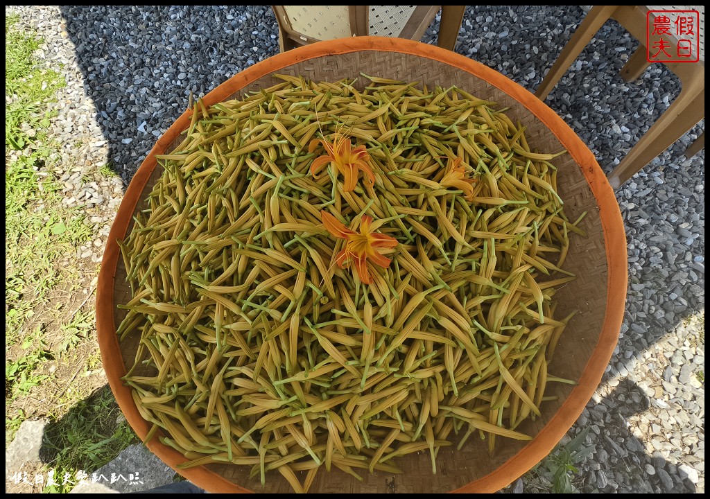 花蓮富里景點|六十石山．可吃可賞可玩的金針花/季節限定的美景 @假日農夫愛趴趴照