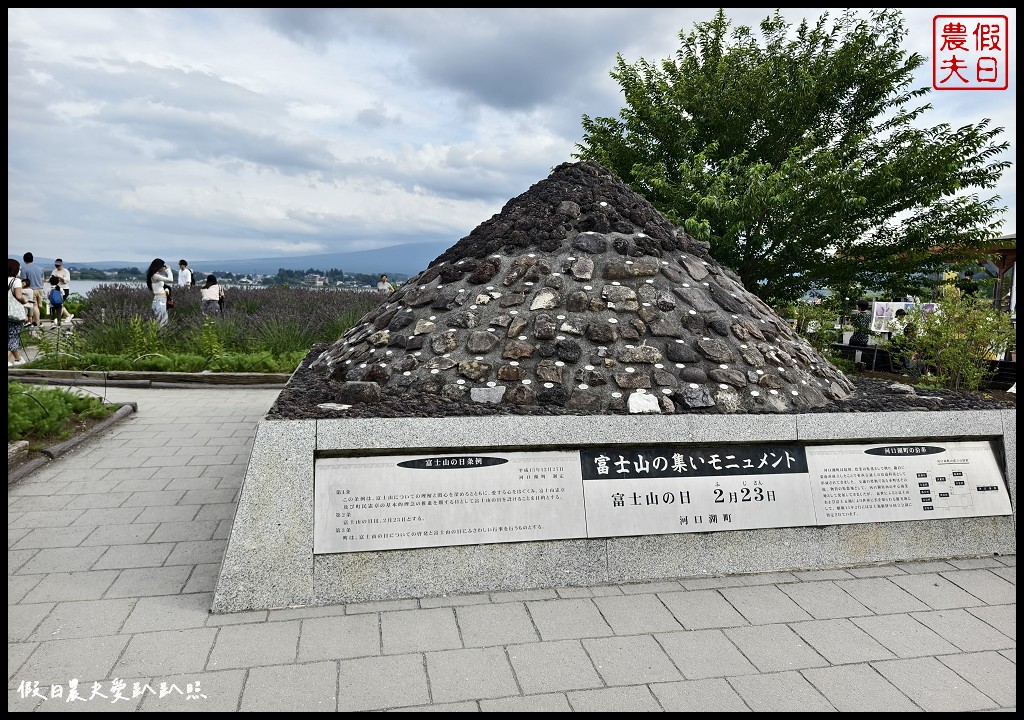 河口湖自然生活館|大石公園．薰衣草波波草搭配富士山好美 @假日農夫愛趴趴照