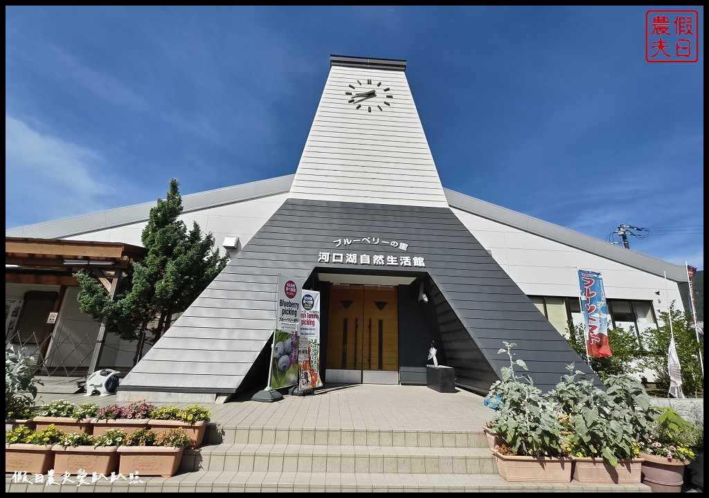 河口湖自然生活館|大石公園．薰衣草波波草搭配富士山好美 @假日農夫愛趴趴照