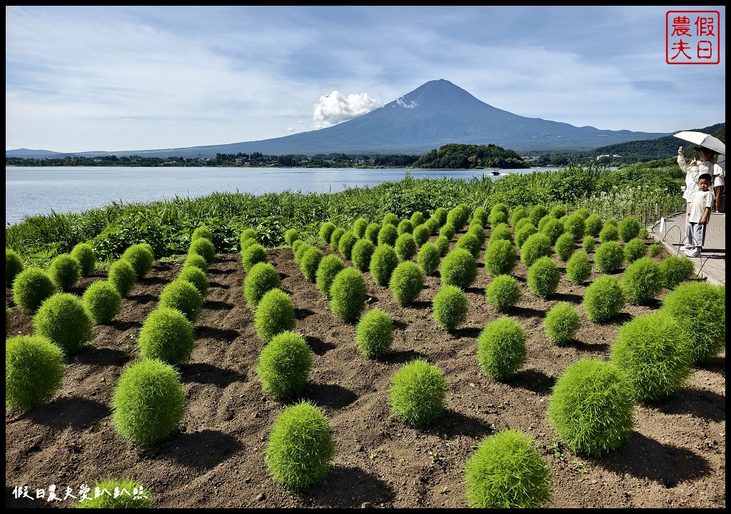 河口湖自然生活館|大石公園．薰衣草波波草搭配富士山好美 @假日農夫愛趴趴照