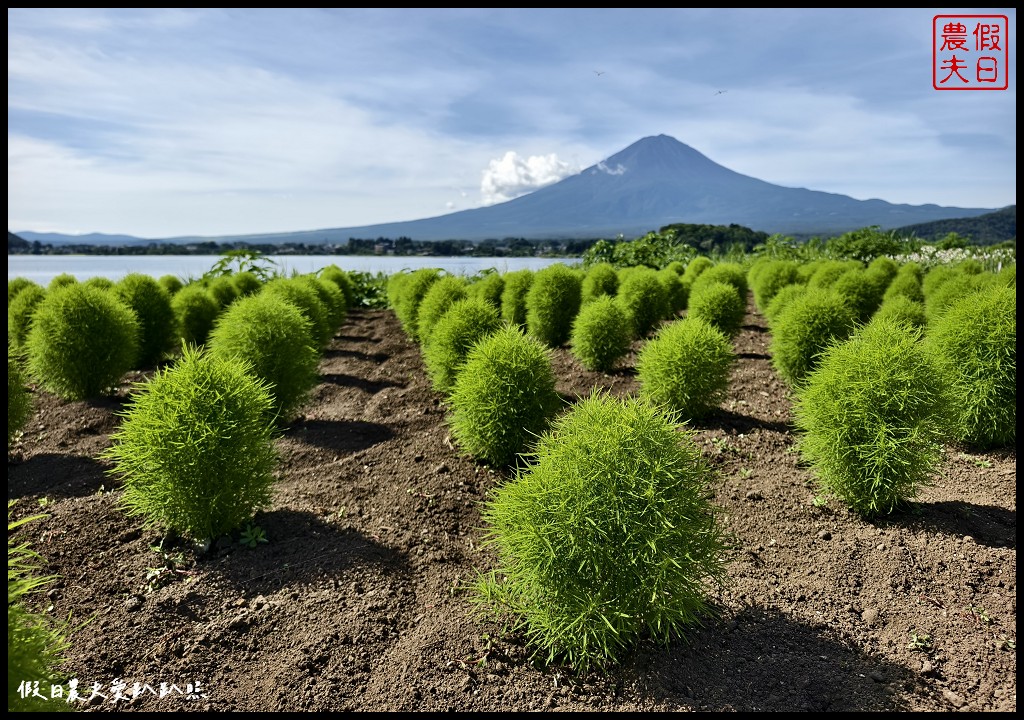 河口湖自然生活館|大石公園．薰衣草波波草搭配富士山好美 @假日農夫愛趴趴照