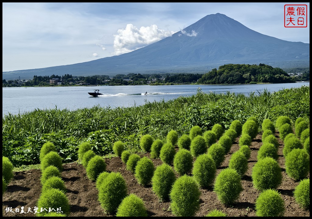 河口湖自然生活館|大石公園．薰衣草波波草搭配富士山好美 @假日農夫愛趴趴照