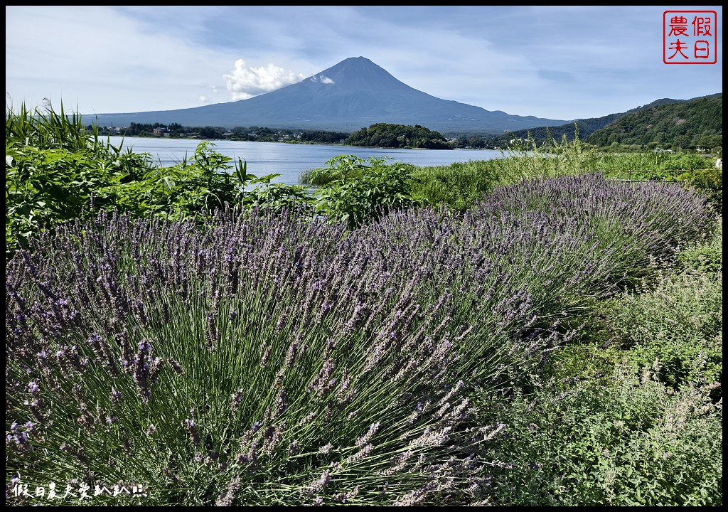 河口湖自然生活館|大石公園．薰衣草波波草搭配富士山好美 @假日農夫愛趴趴照