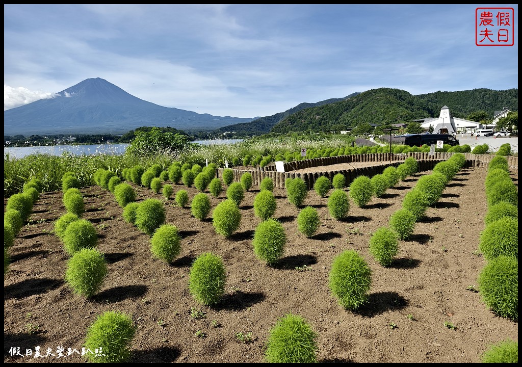 河口湖自然生活館|大石公園．薰衣草波波草搭配富士山好美 @假日農夫愛趴趴照