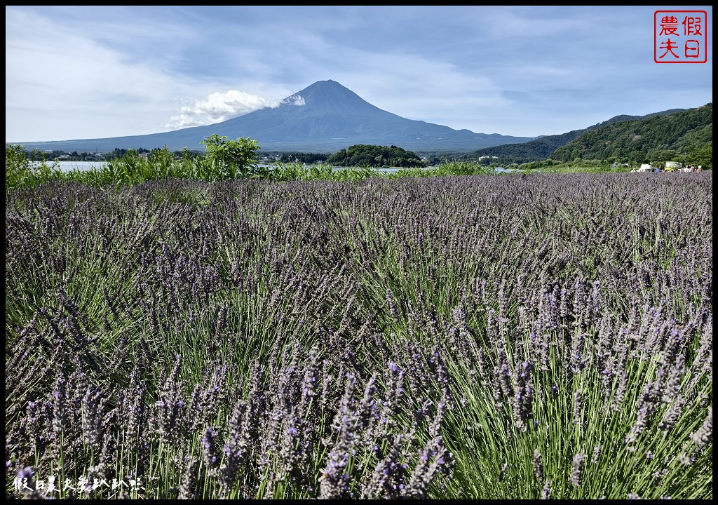 河口湖自然生活館|大石公園．薰衣草波波草搭配富士山好美 @假日農夫愛趴趴照