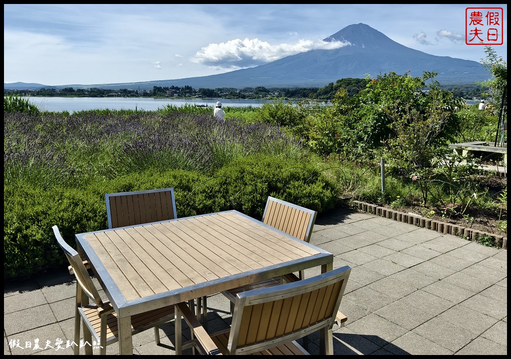 河口湖自然生活館|大石公園．薰衣草波波草搭配富士山好美 @假日農夫愛趴趴照