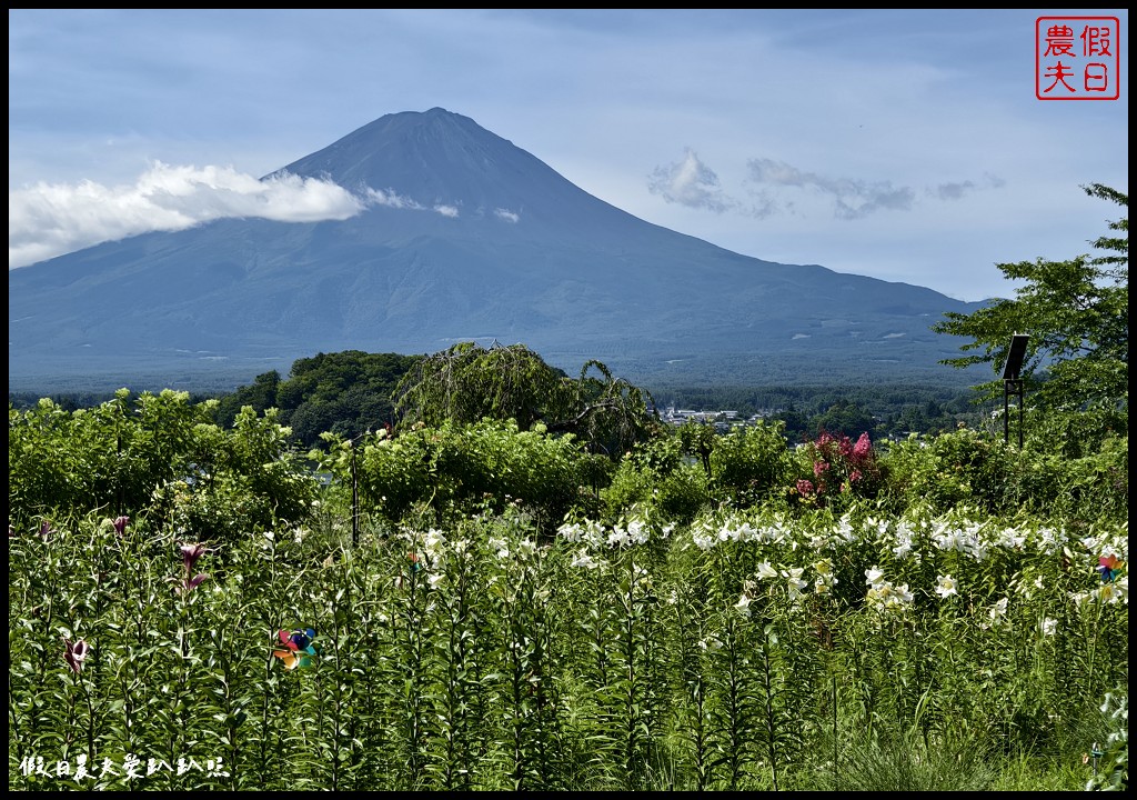 河口湖自然生活館|大石公園．薰衣草波波草搭配富士山好美 @假日農夫愛趴趴照