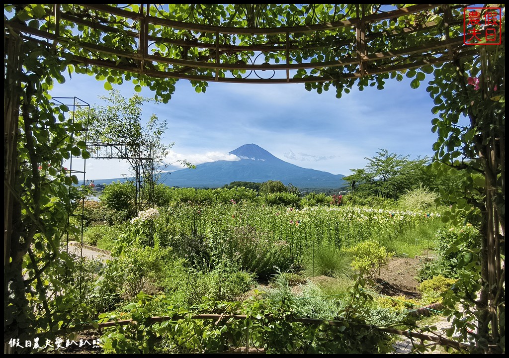 河口湖自然生活館|大石公園．薰衣草波波草搭配富士山好美 @假日農夫愛趴趴照