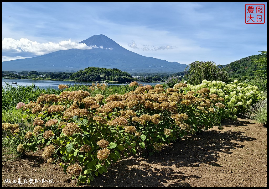 河口湖自然生活館|大石公園．薰衣草波波草搭配富士山好美 @假日農夫愛趴趴照