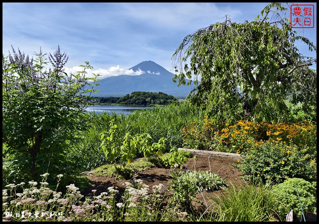 河口湖自然生活館|大石公園．薰衣草波波草搭配富士山好美 @假日農夫愛趴趴照