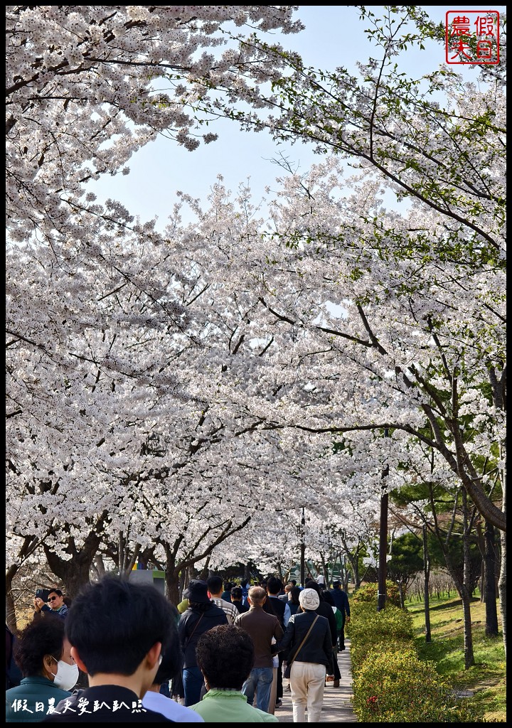 水原古華城賞櫻樂天湖水櫻花祭一日遊|華城行宮×燒烤午餐×水原櫻花名所×石村湖夜櫻 @假日農夫愛趴趴照