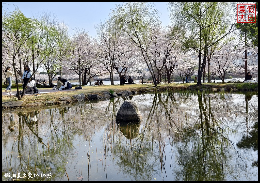 水原古華城賞櫻樂天湖水櫻花祭一日遊|華城行宮×燒烤午餐×水原櫻花名所×石村湖夜櫻 @假日農夫愛趴趴照