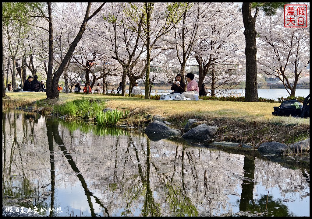 水原古華城賞櫻樂天湖水櫻花祭一日遊|華城行宮×燒烤午餐×水原櫻花名所×石村湖夜櫻 @假日農夫愛趴趴照